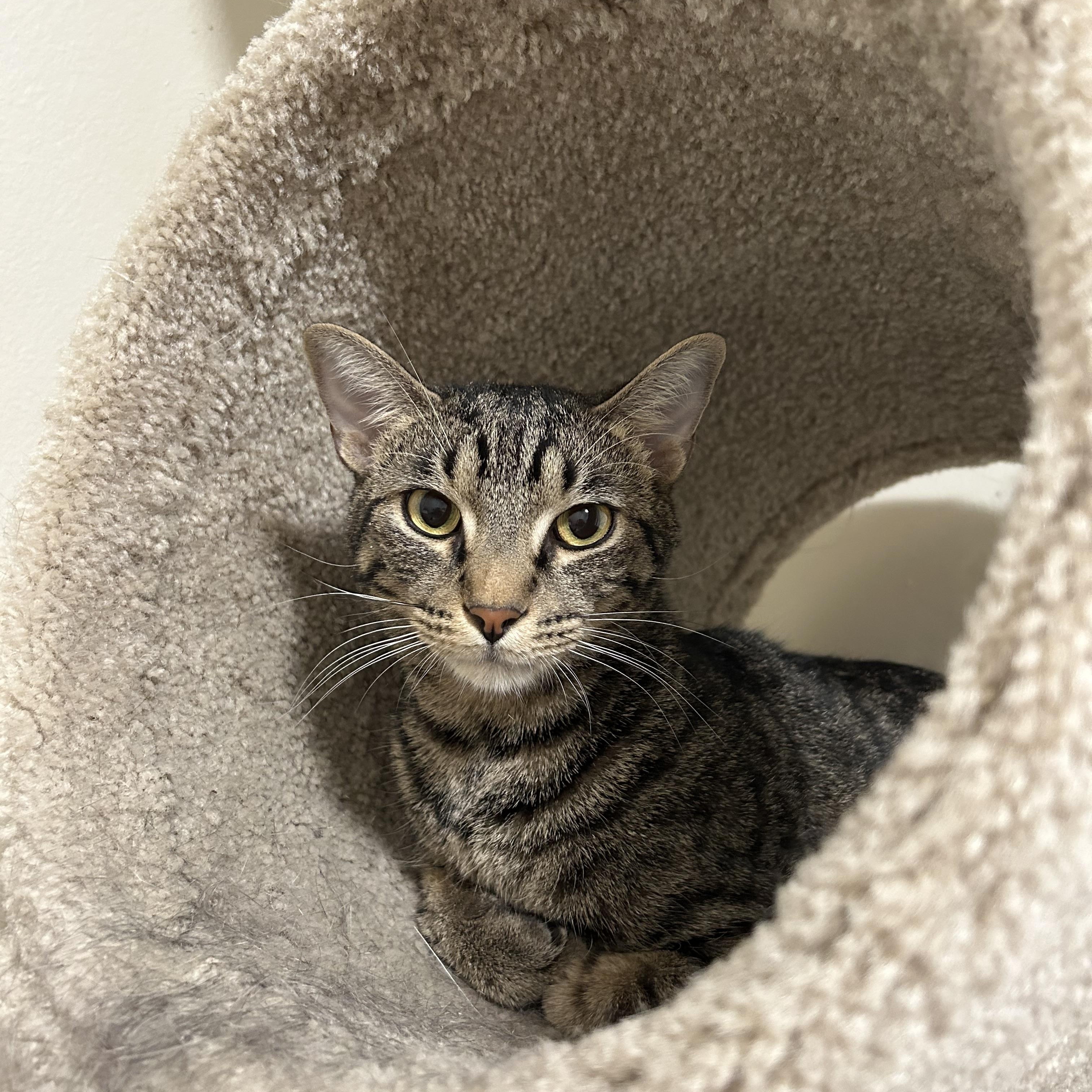 Enlarge Colin & Glenn, a ADOPTABLE Domestic Short Hair in Royal Oak, MI image 3/6