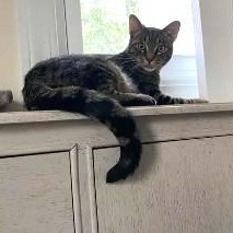 Enlarge Colin & Glenn, a ADOPTABLE Domestic Short Hair in Royal Oak, MI image 6/6