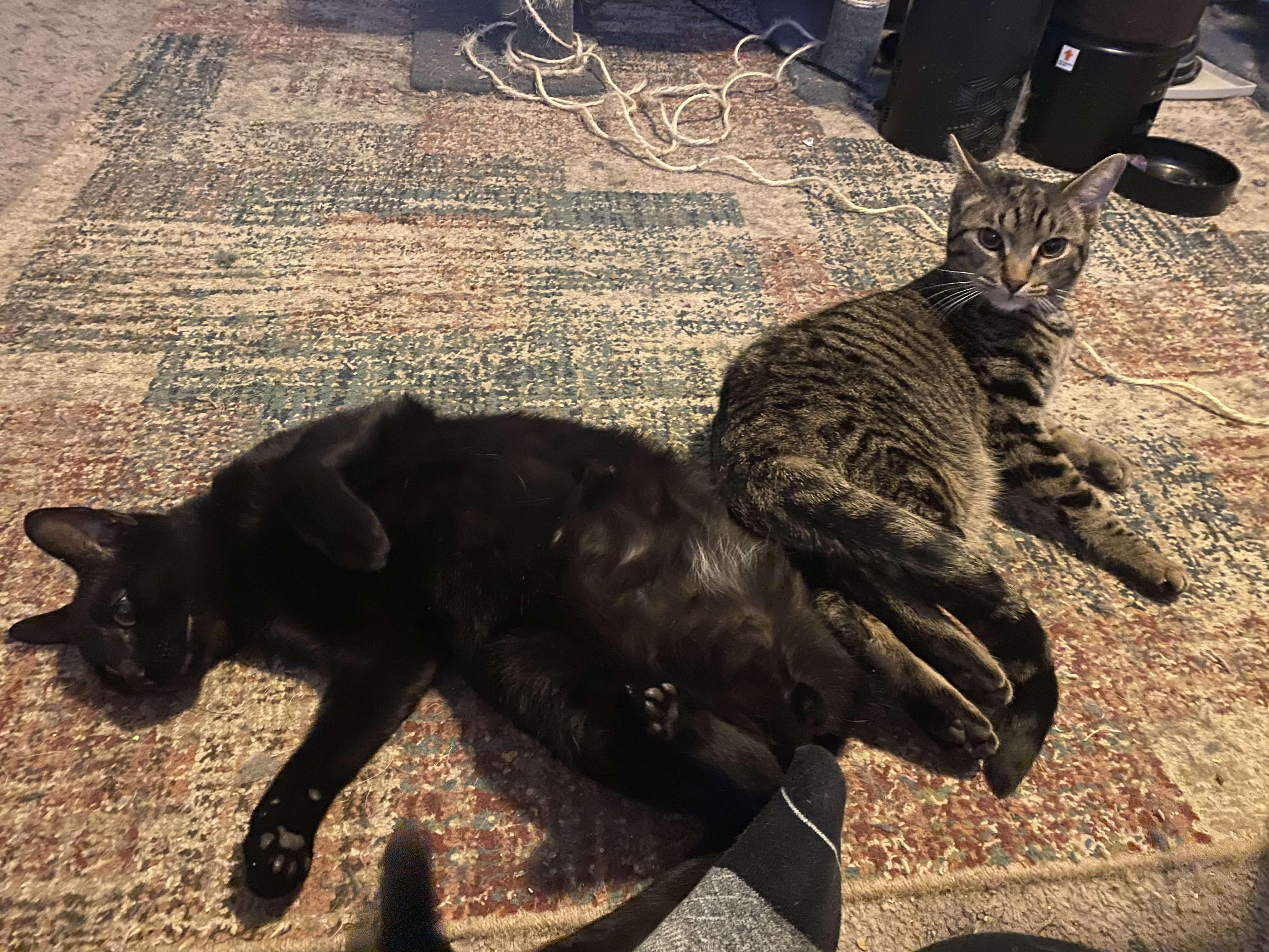 Enlarge Colin & Glenn, a ADOPTABLE Domestic Short Hair in Royal Oak, MI image 3/6