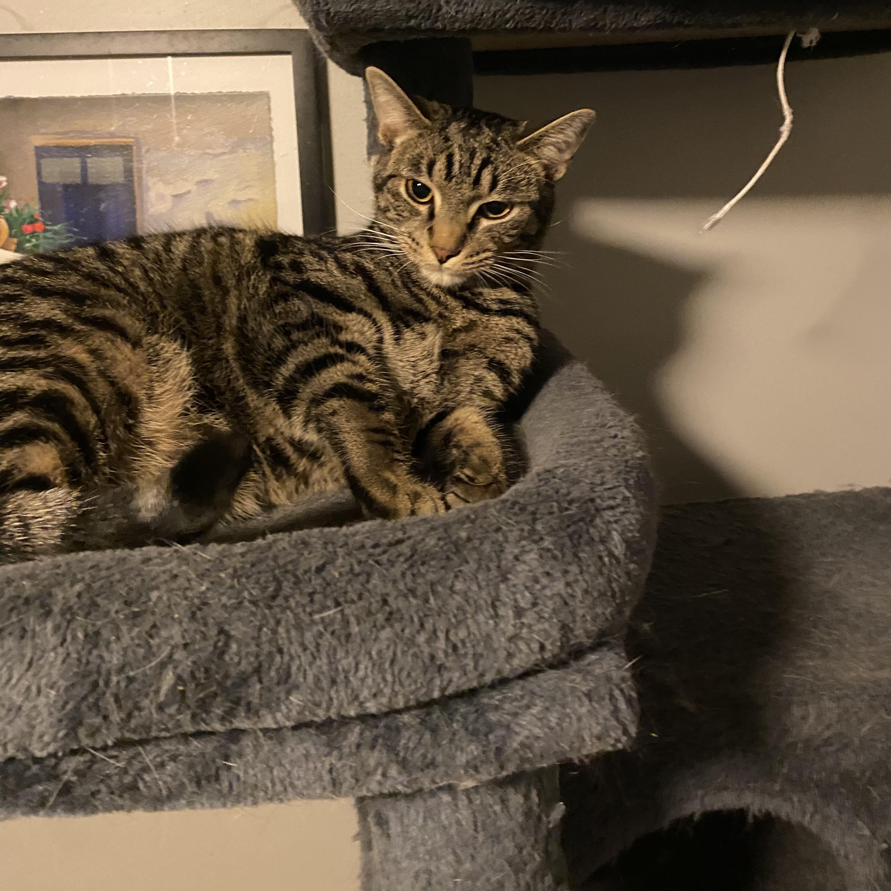 Enlarge Colin & Glenn, a ADOPTABLE Domestic Short Hair in Royal Oak, MI image 5/6