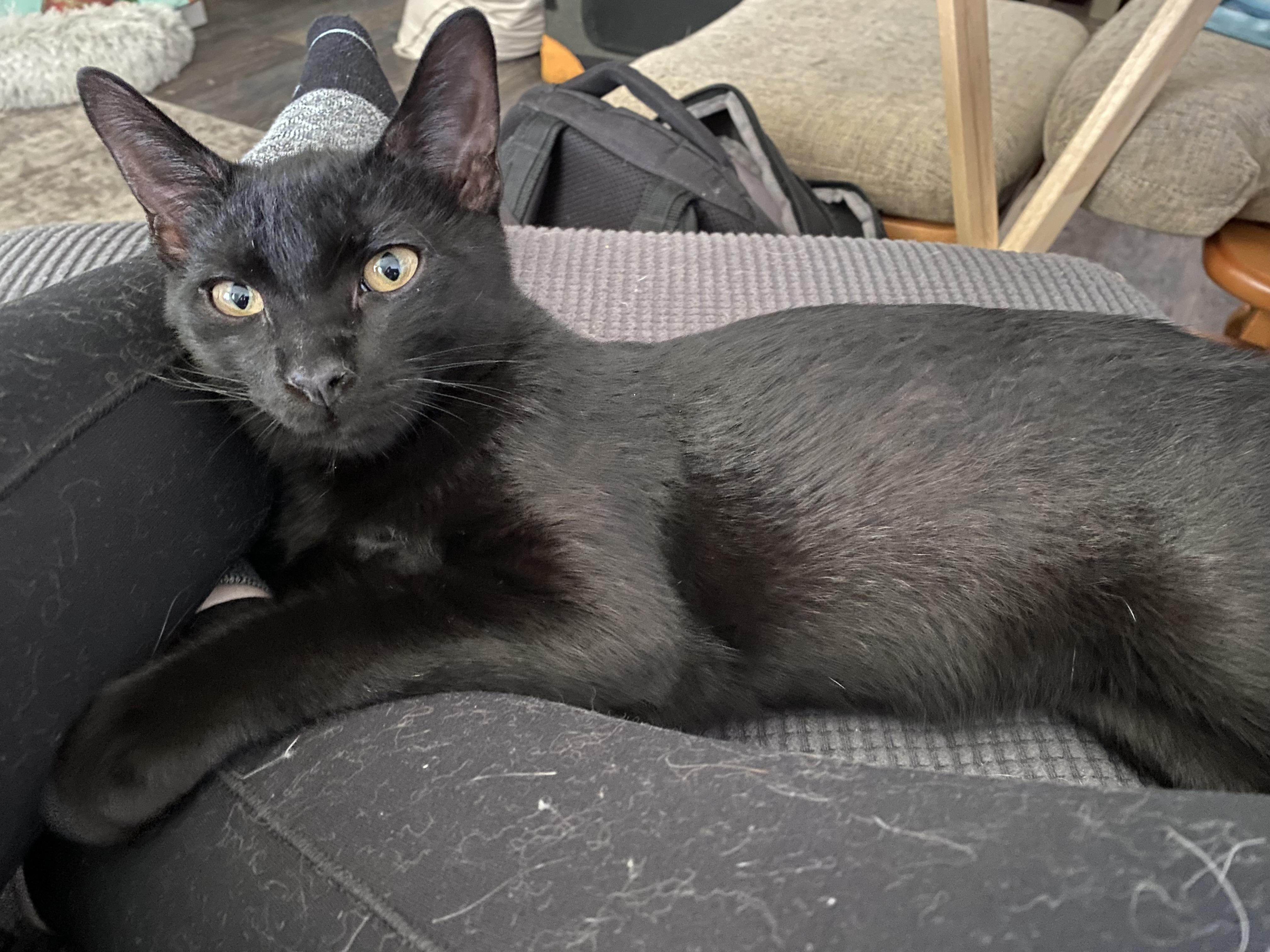 Enlarge Colin & Glenn, a ADOPTABLE Domestic Short Hair in Royal Oak, MI image 2/6