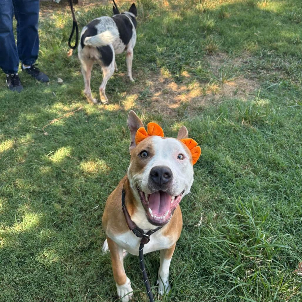 Enlarge Savannah, a Adoptable American Staffordshire Terrier in Pittsburgh, PA image 1/4