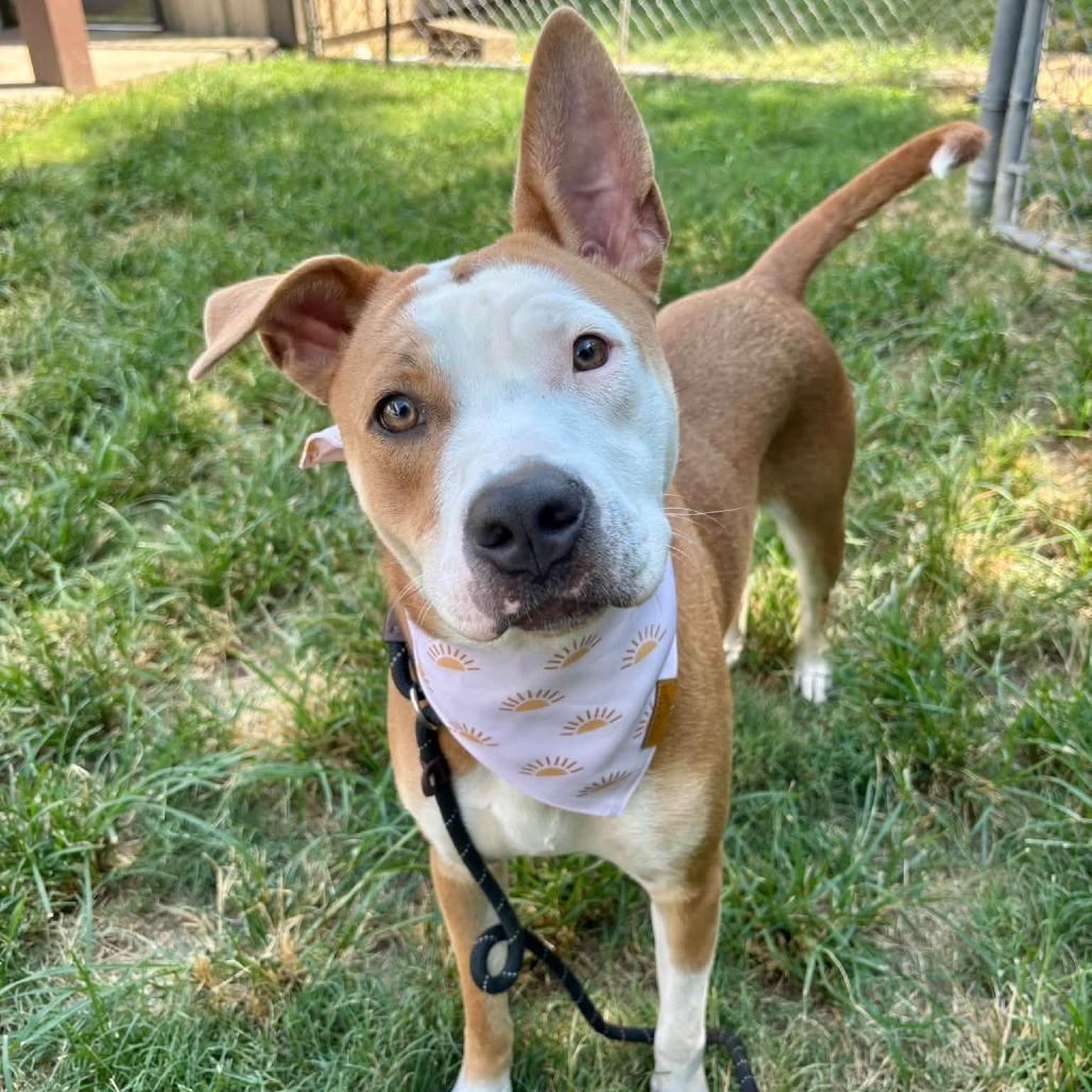 Enlarge Savannah, a Adoptable American Staffordshire Terrier in Pittsburgh, PA image 2/4