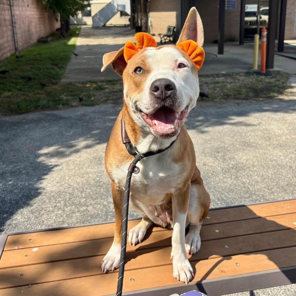 Enlarge Savannah, a Adoptable American Staffordshire Terrier in Pittsburgh, PA image 3/4