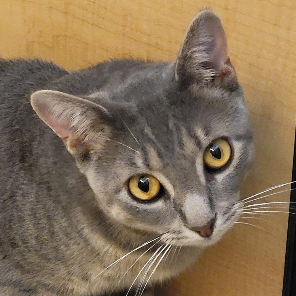 Enlarge Roku, a Adoptable Domestic Short Hair in Santa Fe, TX image 1/6