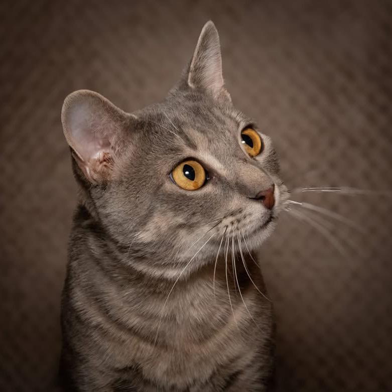 Enlarge Roku, a Adoptable Domestic Short Hair in Santa Fe, TX image 2/6