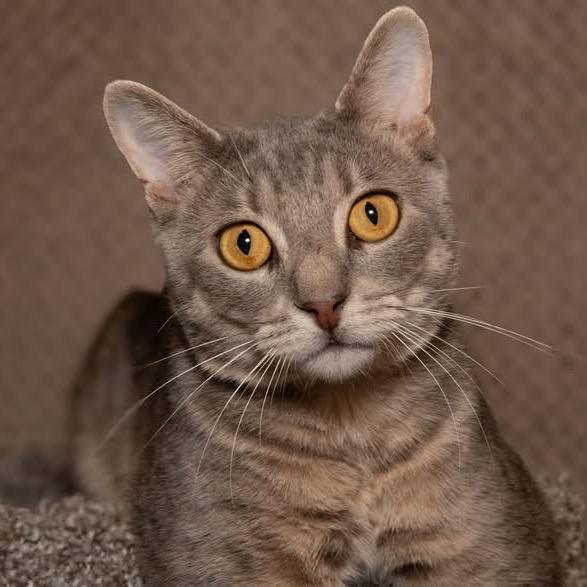 Enlarge Roku, a Adoptable Domestic Short Hair in Santa Fe, TX image 3/6