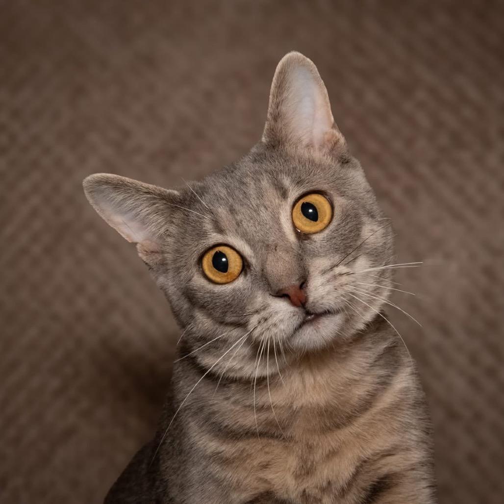 Enlarge Roku, a Adoptable Domestic Short Hair in Santa Fe, TX image 4/6