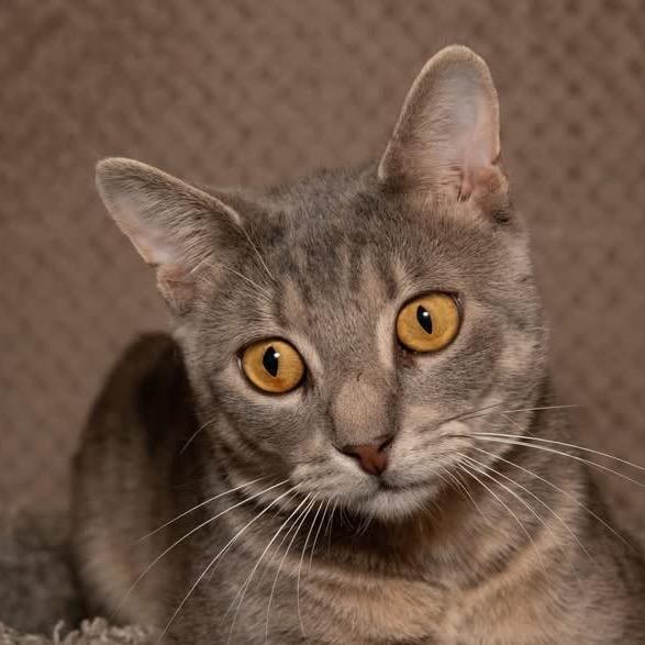 Enlarge Roku, a Adoptable Domestic Short Hair in Santa Fe, TX image 5/6