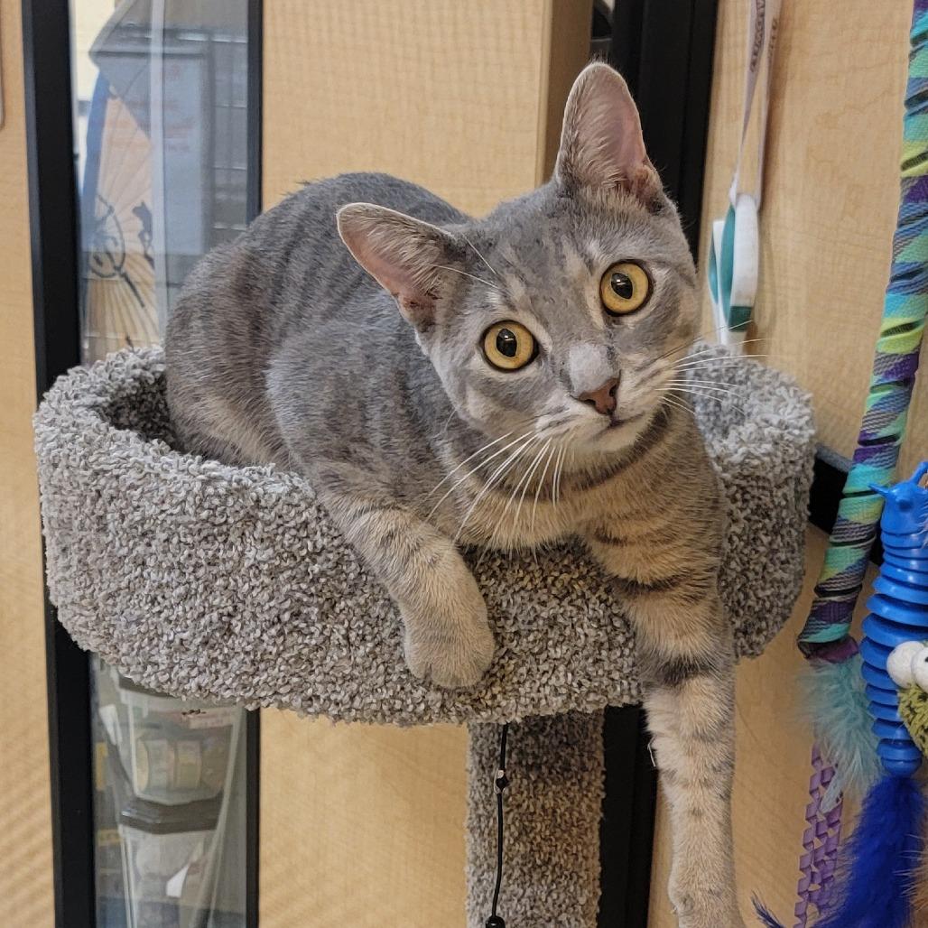 Enlarge Roku, a Adoptable Domestic Short Hair in Santa Fe, TX image 6/6