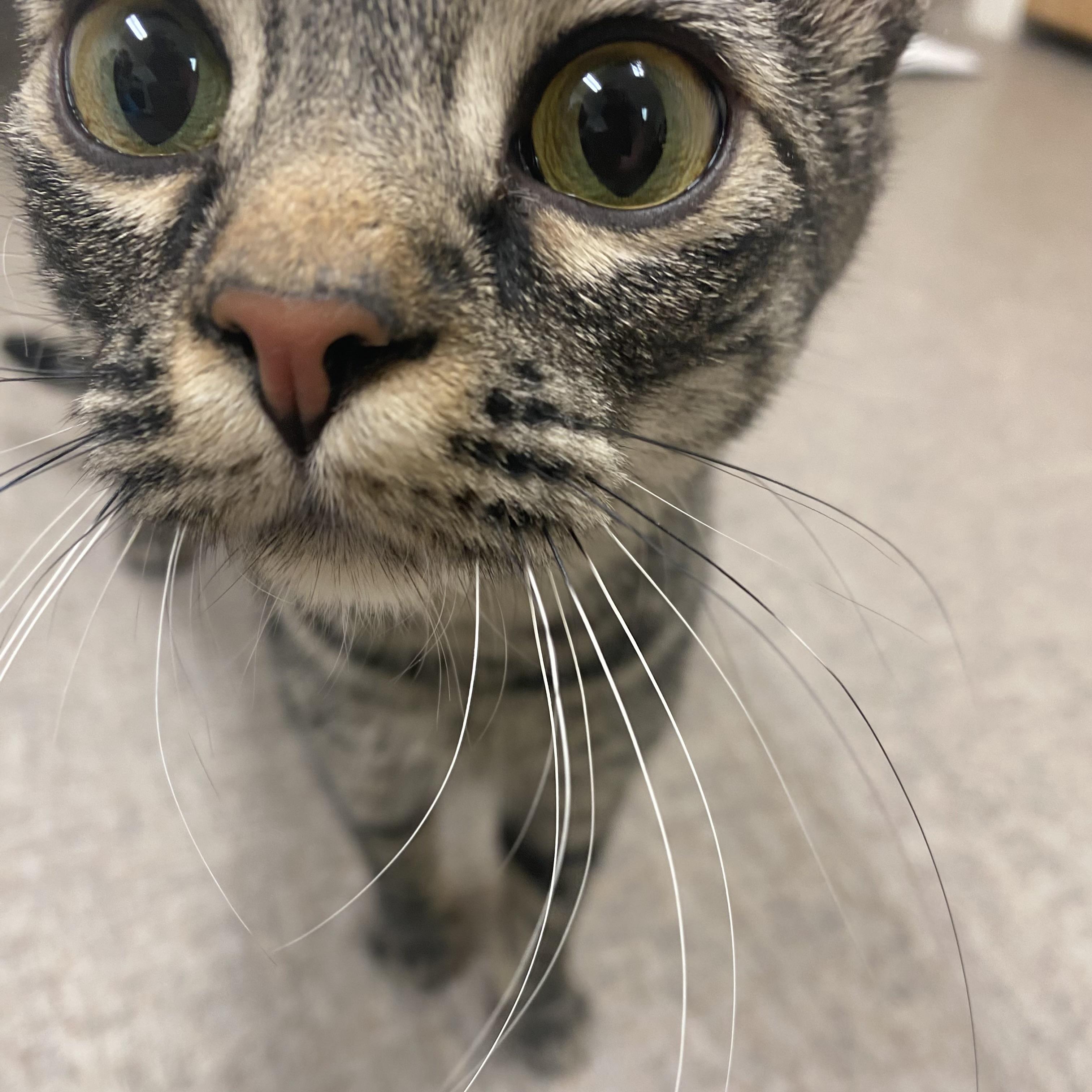 Delilah, Young Female Domestic Short Hair