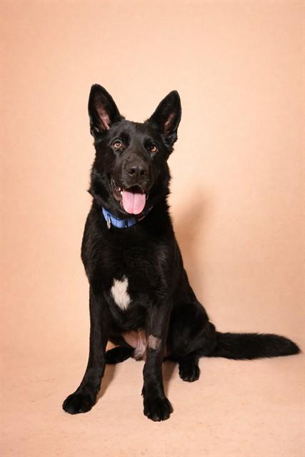 OSCAR, Adoptable, Adult Male German Shepherd Dog.