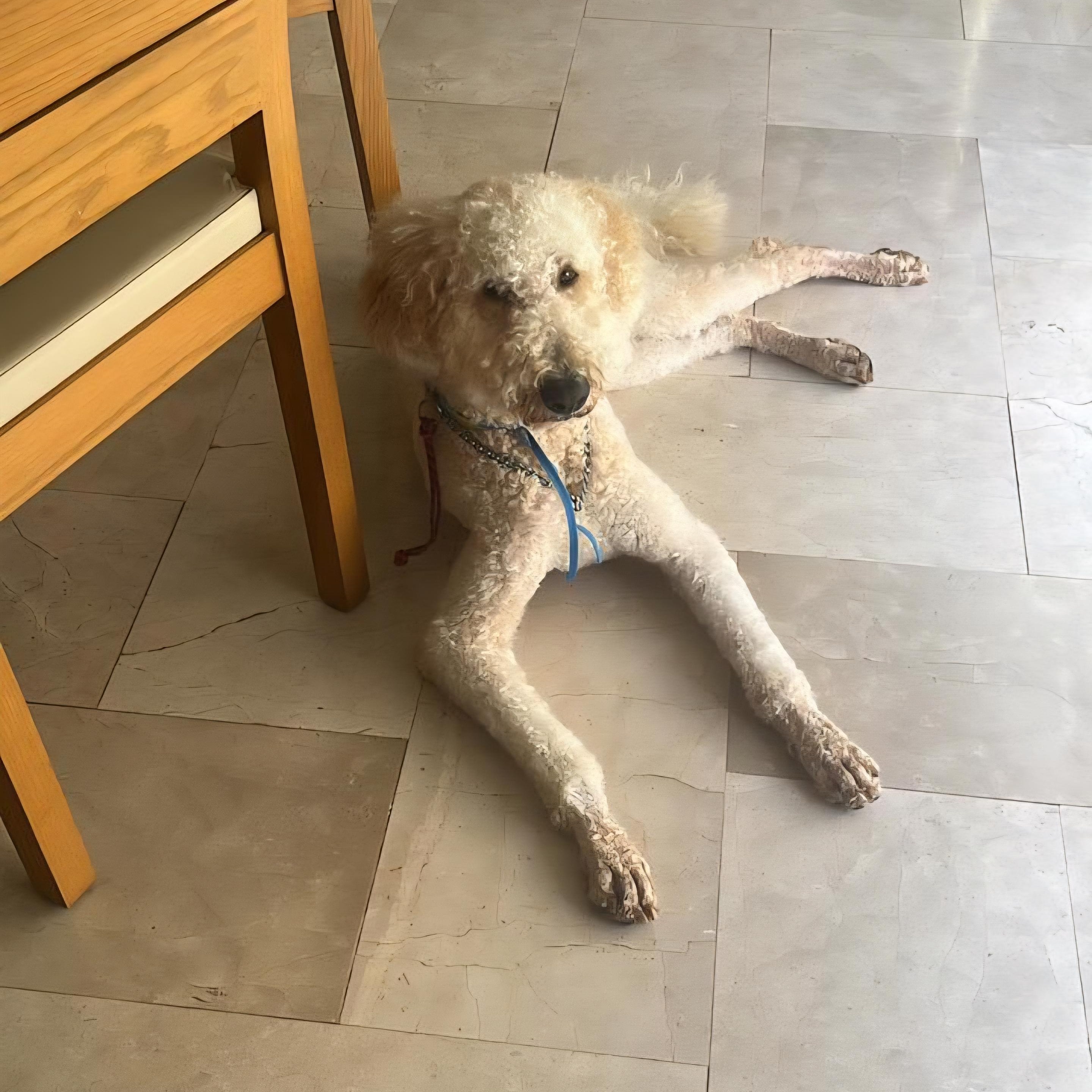 LUCKY, ADOPTABLE, Young Male Standard Poodle.