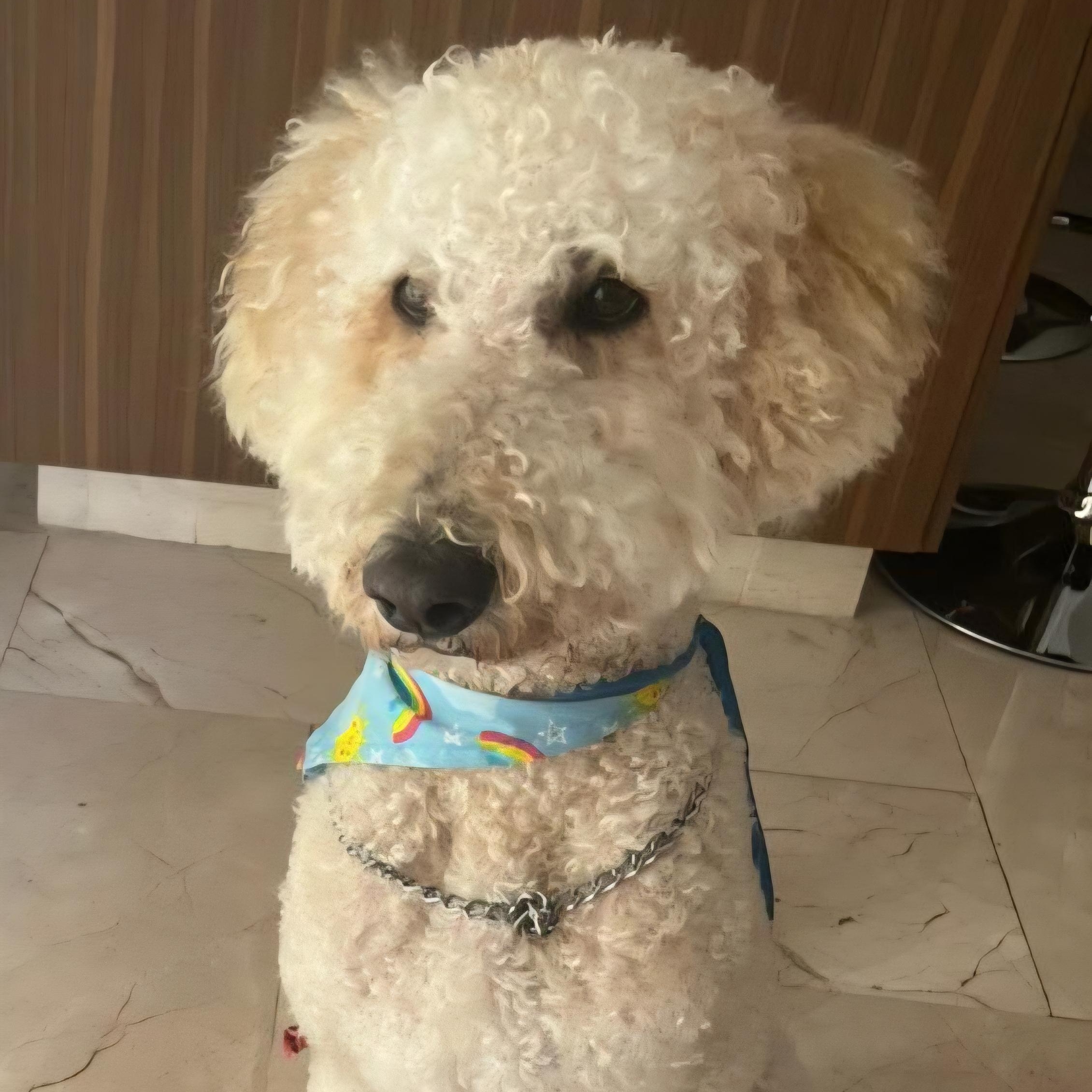 LUCKY, a ADOPTABLE Standard Poodle in Auburn, WA image 5/5