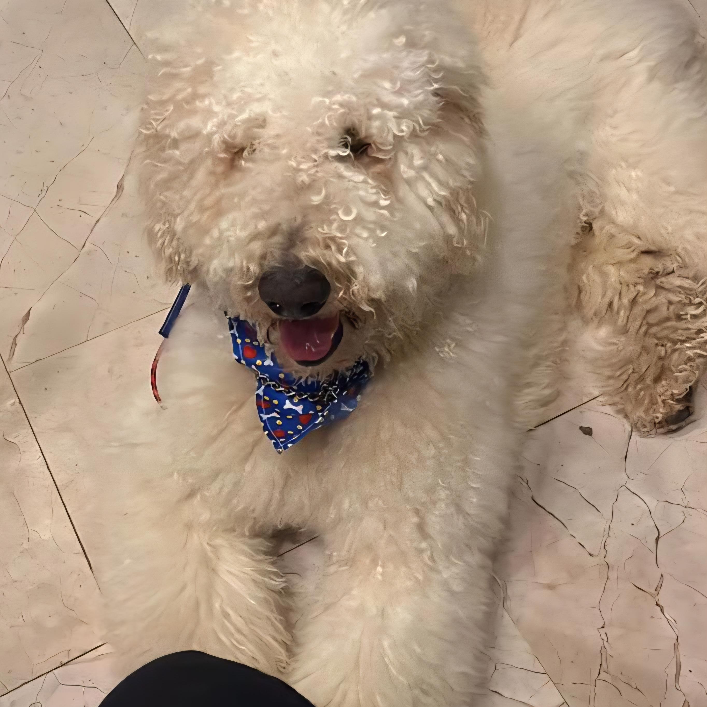 LUCKY, a ADOPTABLE Standard Poodle in Auburn, WA image 4/5