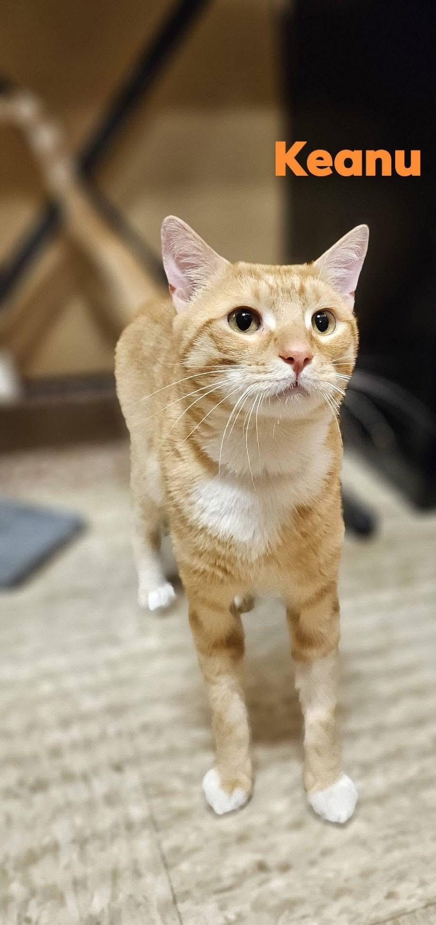 Keanu (sweet, friendly and loving boy), an adopted Domestic Short Hair in Stowe, PA image 3/3