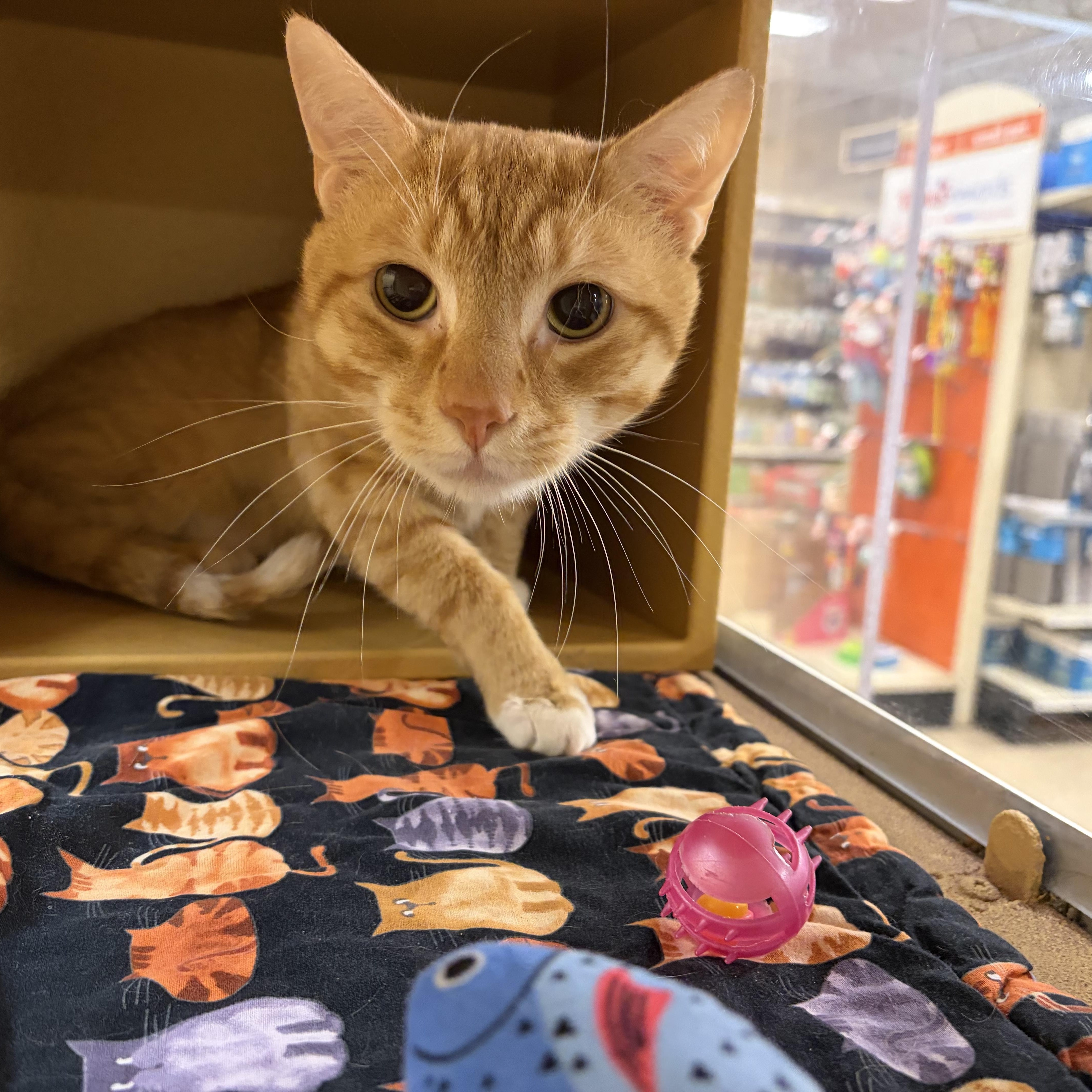 Keanu (sweet, friendly and loving boy), an adopted Domestic Short Hair in Stowe, PA image 2/3