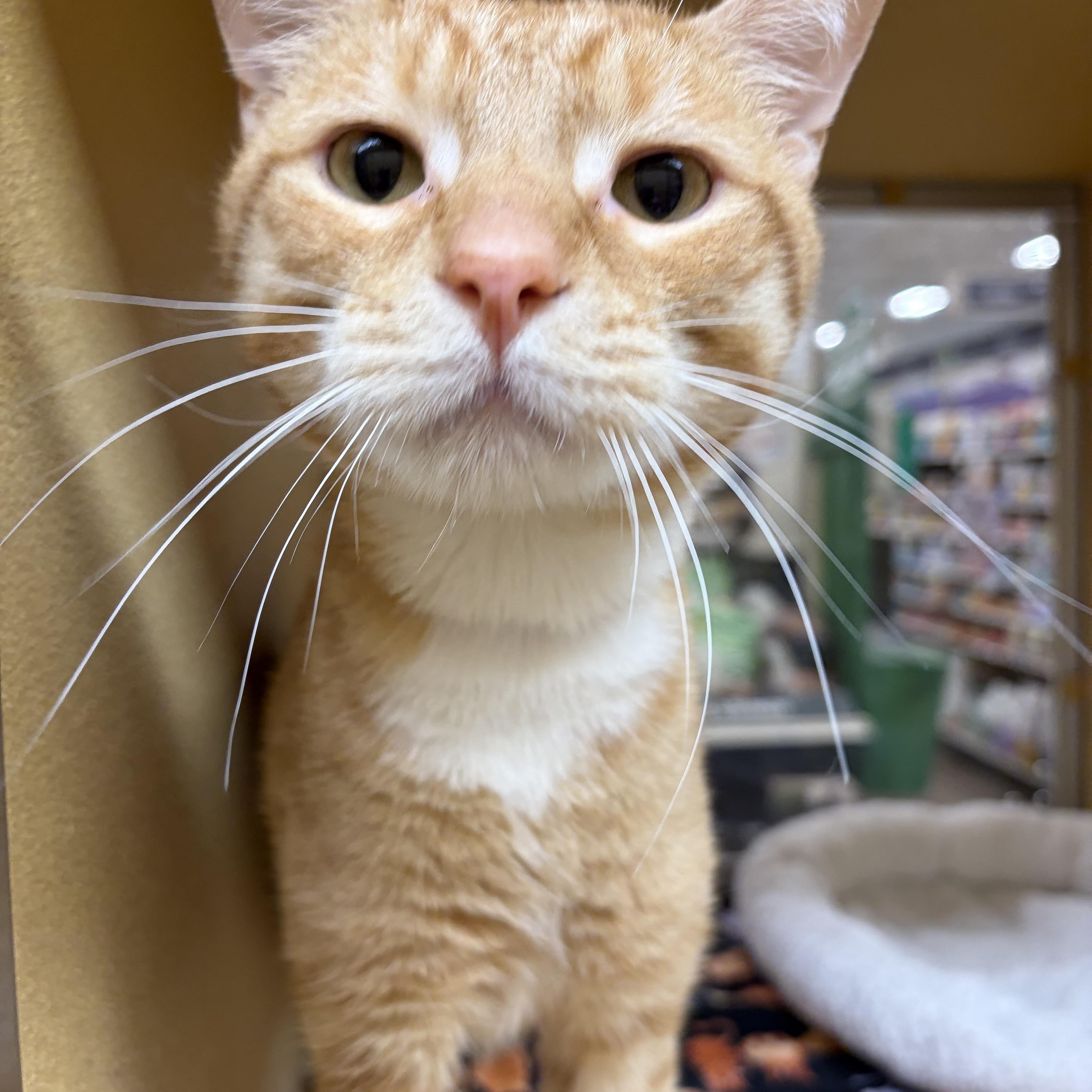 Keanu (sweet, friendly and loving boy), an adopted Domestic Short Hair in Stowe, PA image 1/3