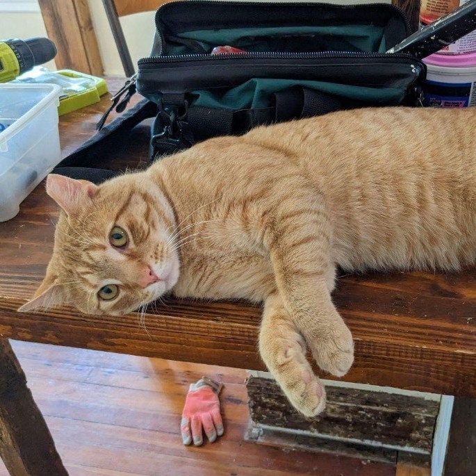 Freddie 2, Adopted, Adult Male Domestic Short Hair.