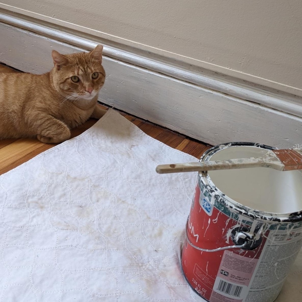 Enlarge Freddie 2, a Adopted Domestic Short Hair in Albany, NY image 2/4