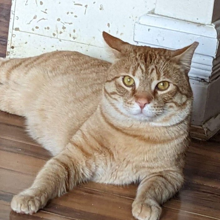 Enlarge Freddie 2, a Adopted Domestic Short Hair in Albany, NY image 3/4