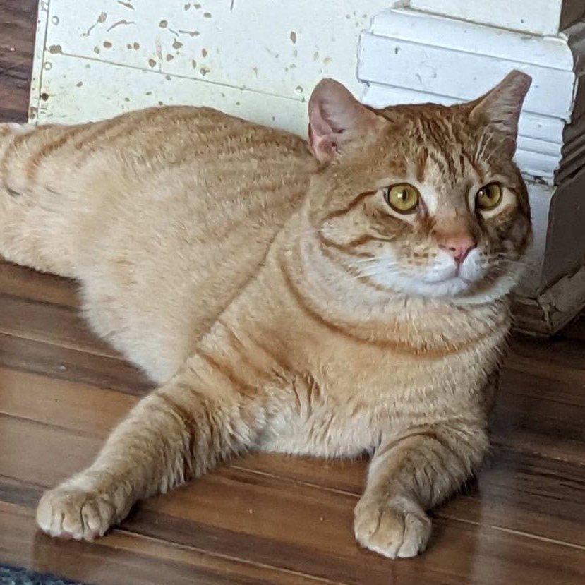 Freddie 2, Adopted, Adult Male Domestic Short Hair.