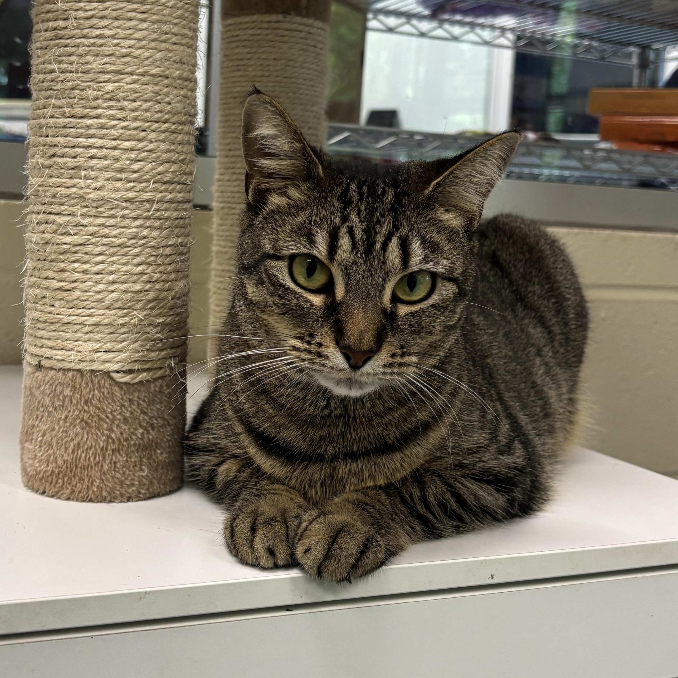 Ruffles, Adult Female Domestic Short Hair