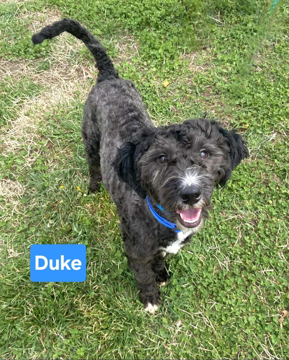 Duke, adopted, Young Male Miniature Poodle.