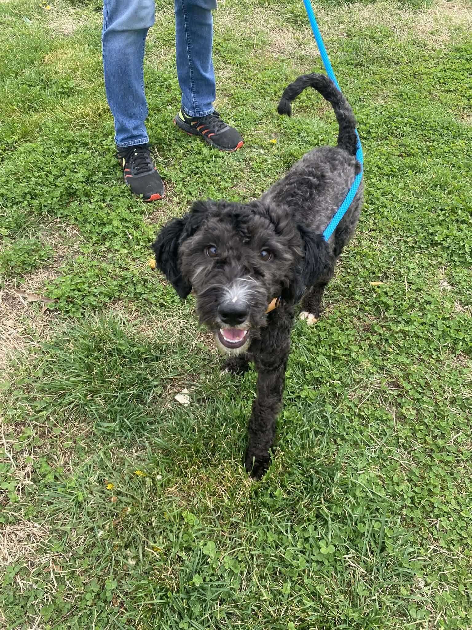 Duke, an adopted mixed breed in Clinton, MO image 2/2