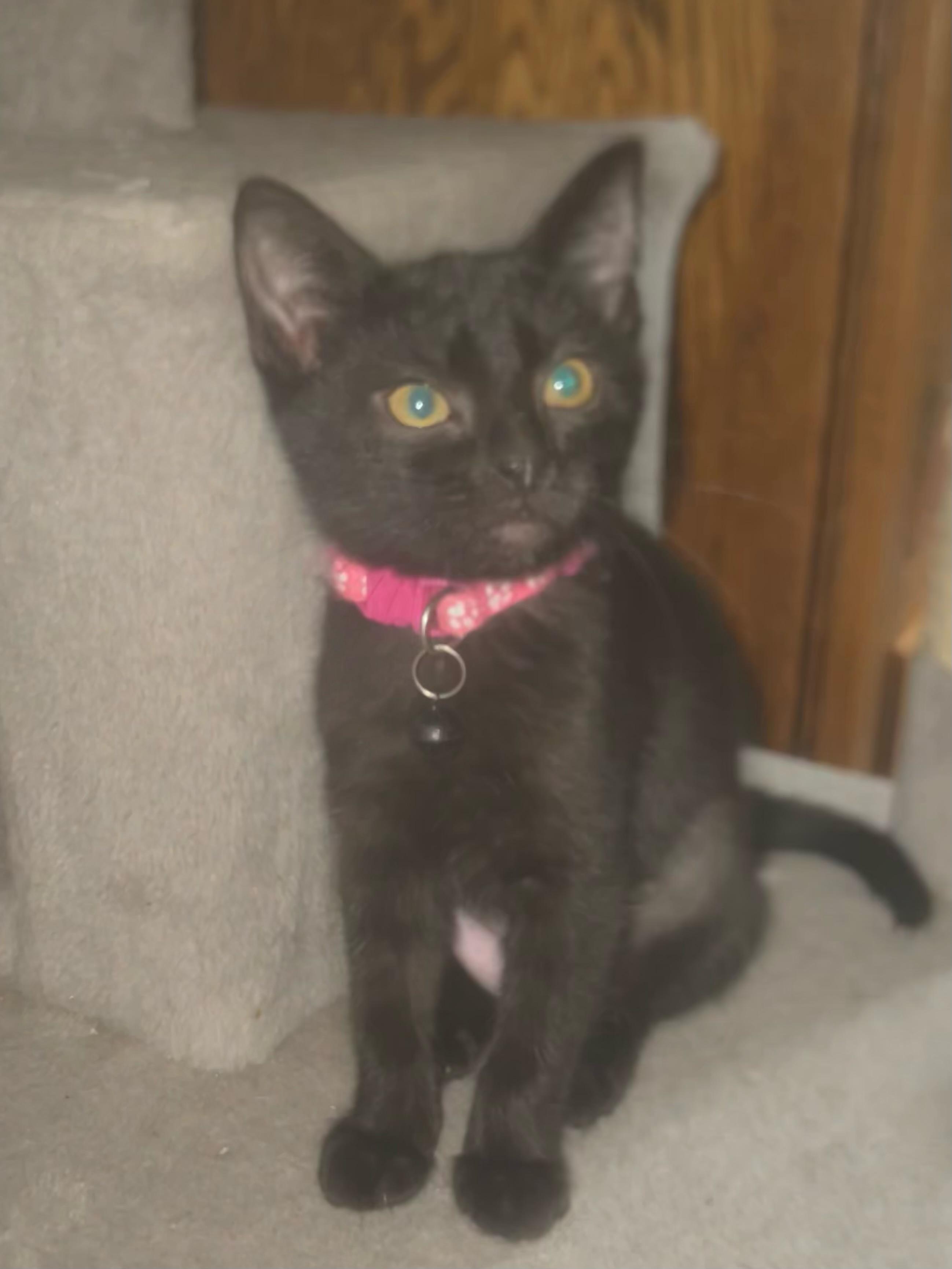 Ashlynn, Baby Female Domestic Short Hair