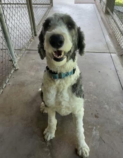 Luke, a Adoptable mixed breed in Bloomsburg, PA image 1/3