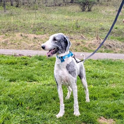 Luke, a Adoptable mixed breed in Bloomsburg, PA image 2/3