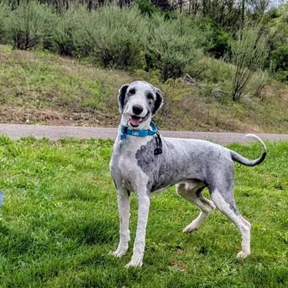 Luke, a Adoptable mixed breed in Bloomsburg, PA image 3/3