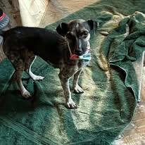 Mia, Adopted, Young Female Chihuahua & Dachshund.
