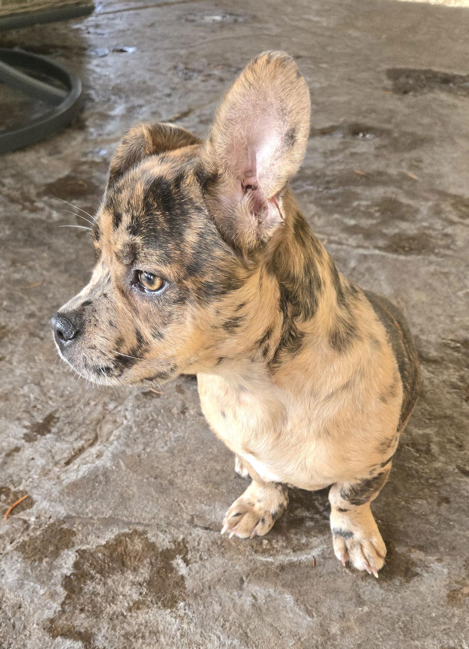 Santiago, Adoptable, Puppy Male Pug & French Bulldog.