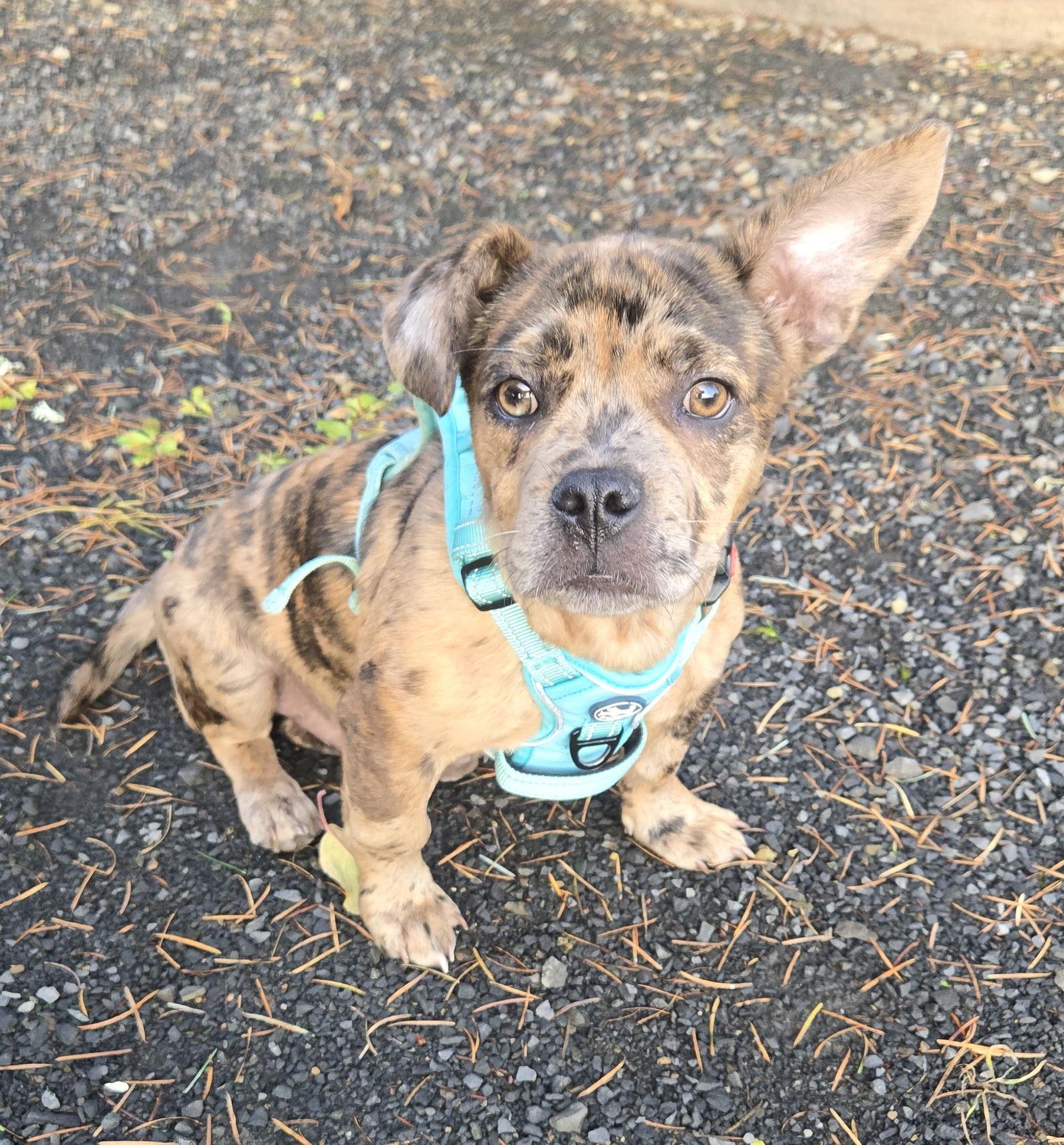 Enlarge Santiago, a Adoptable mixed breed in Portland, OR image 2/3