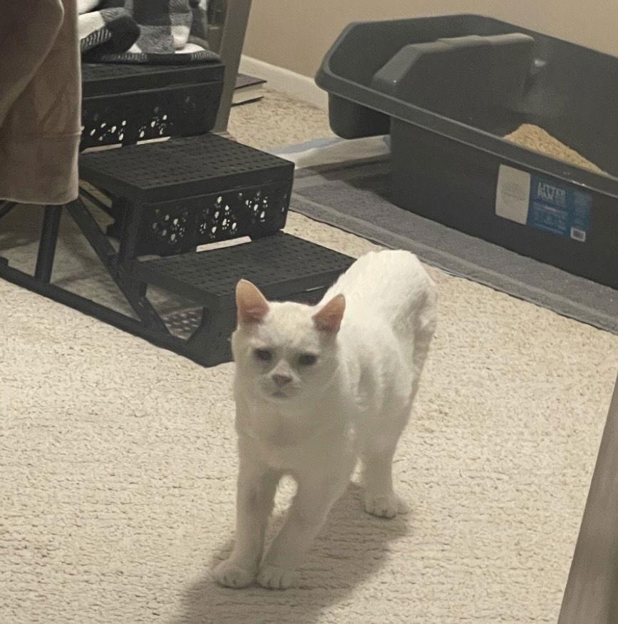 Frosty Fries, Adoptable, Adult Male Domestic Short Hair.