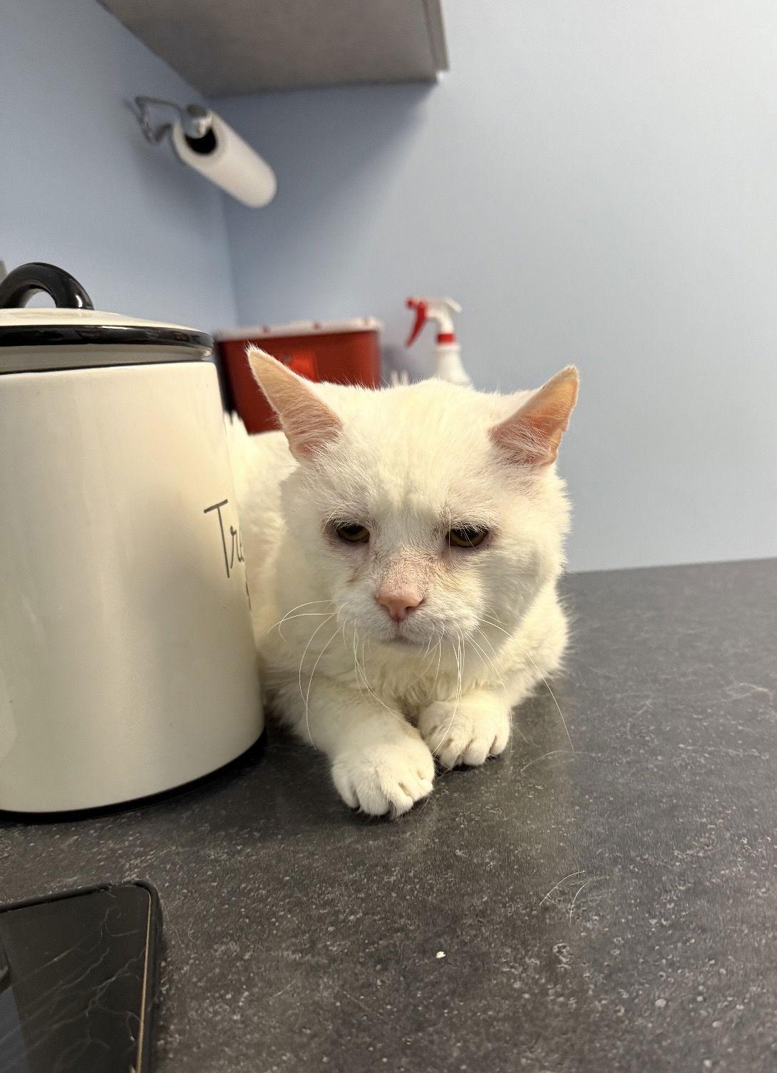 Enlarge Frosty Fries, a Adoptable Domestic Short Hair in Walled Lake, MI image 2/3