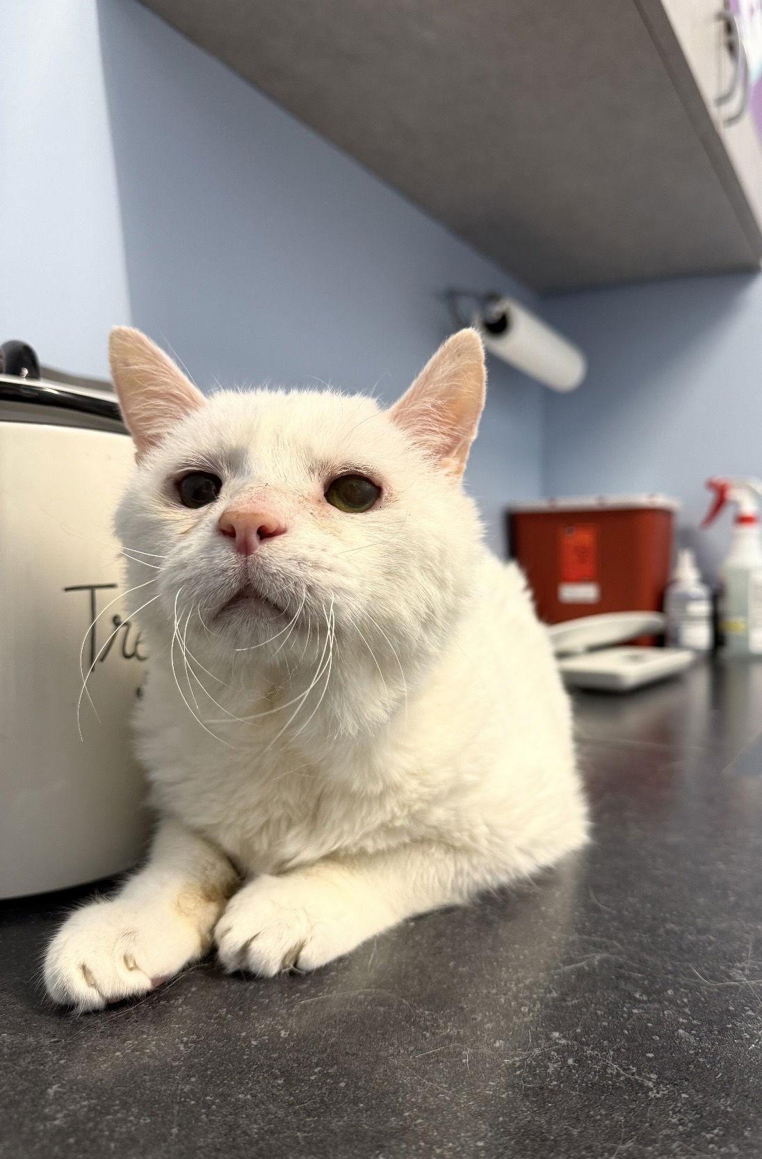 Enlarge Frosty Fries, a Adoptable Domestic Short Hair in Walled Lake, MI image 3/3