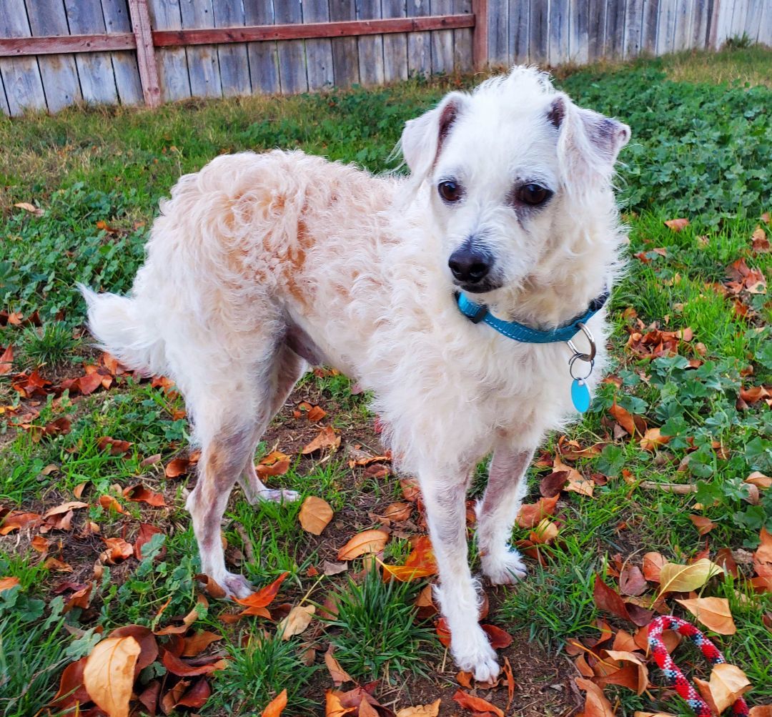 Barney, an adoptable mixed breed in Temecula, CA image 3/6