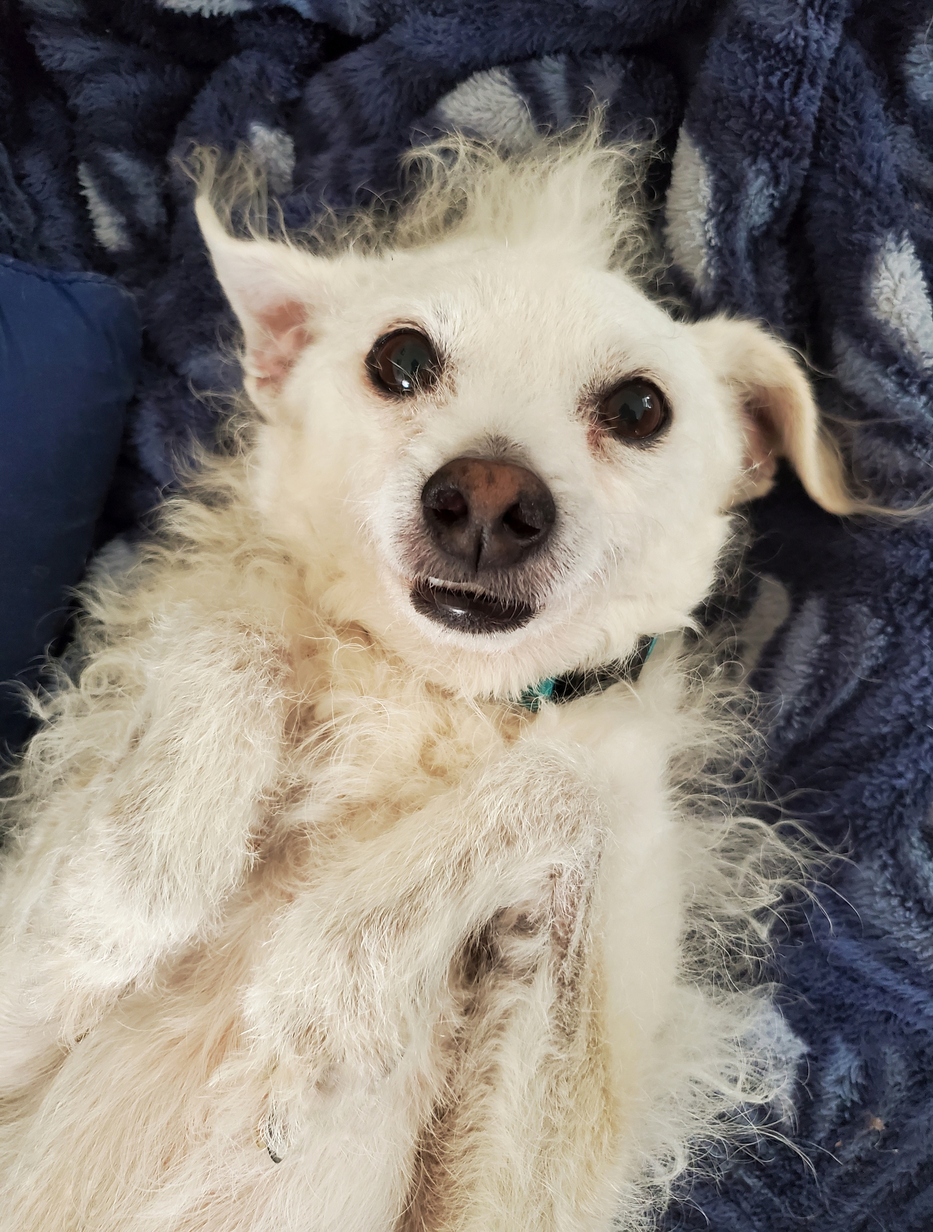 Barney, an adoptable mixed breed in Temecula, CA image 6/6