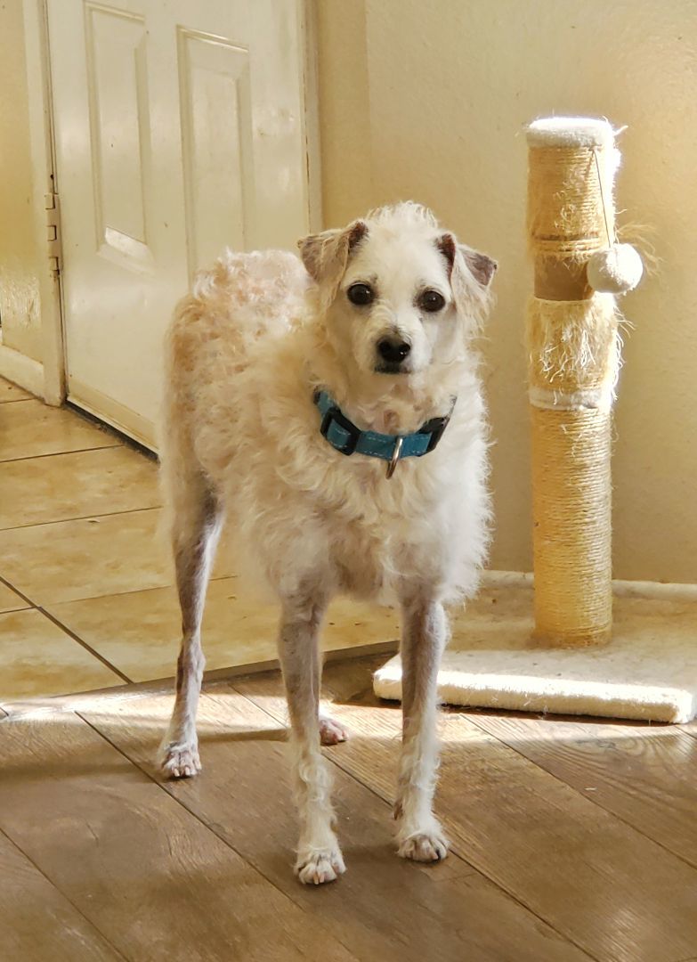 Barney, an adoptable mixed breed in Temecula, CA image 4/6