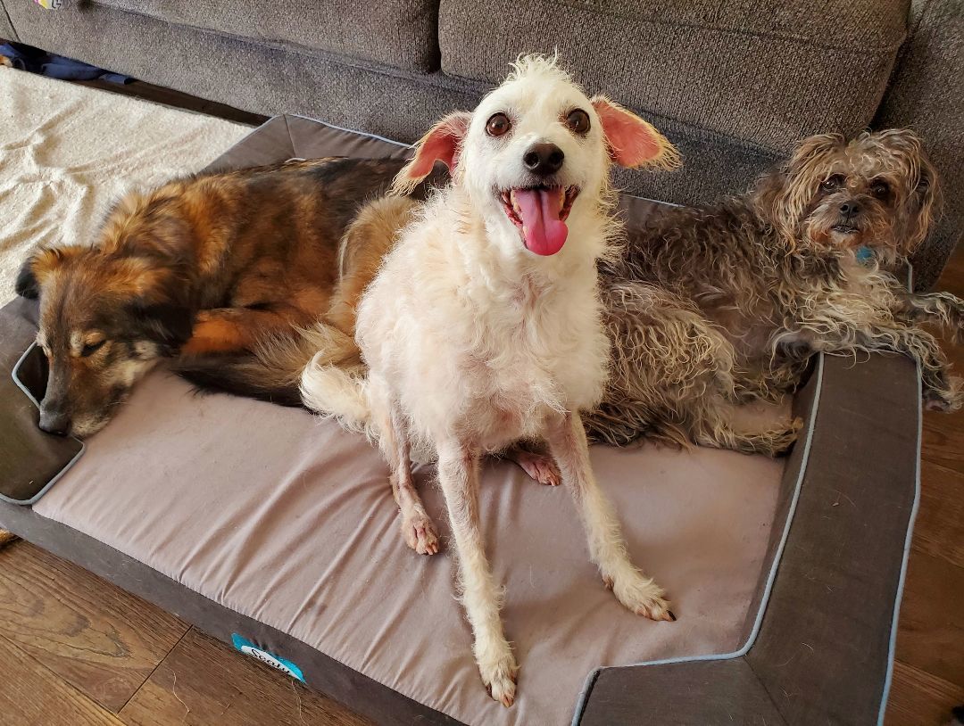 Barney, an adoptable mixed breed in Temecula, CA image 5/6