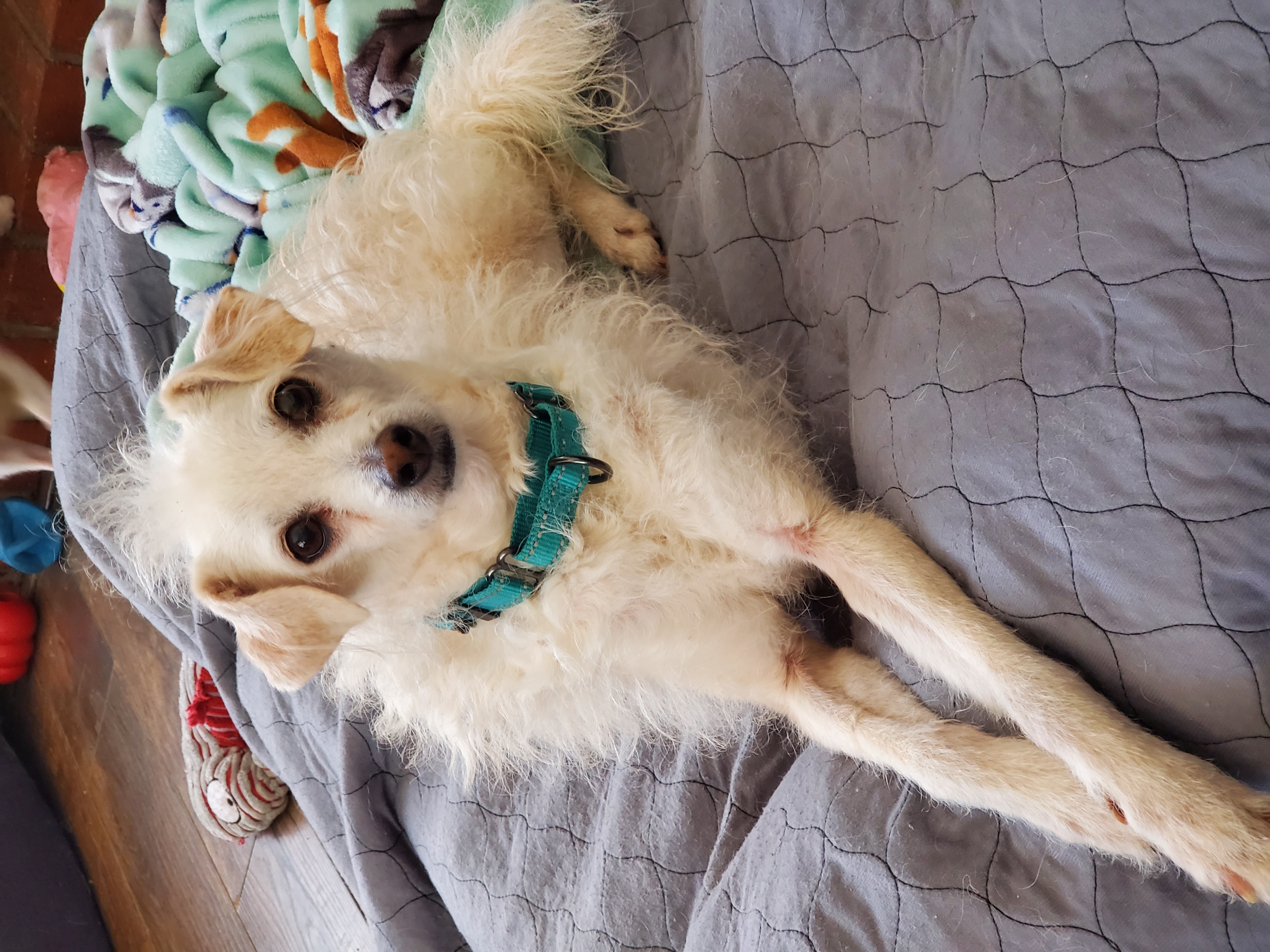 Barney, an adoptable mixed breed in Temecula, CA image 2/6