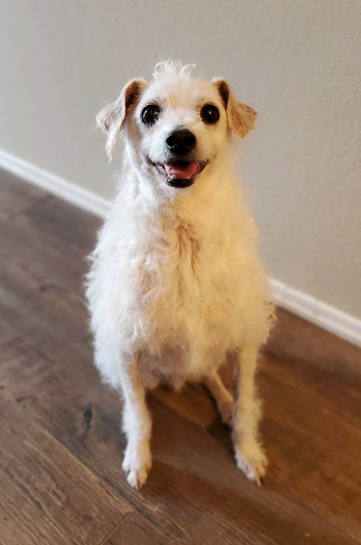 Barney, adoptable, Senior Male Terrier & Poodle.