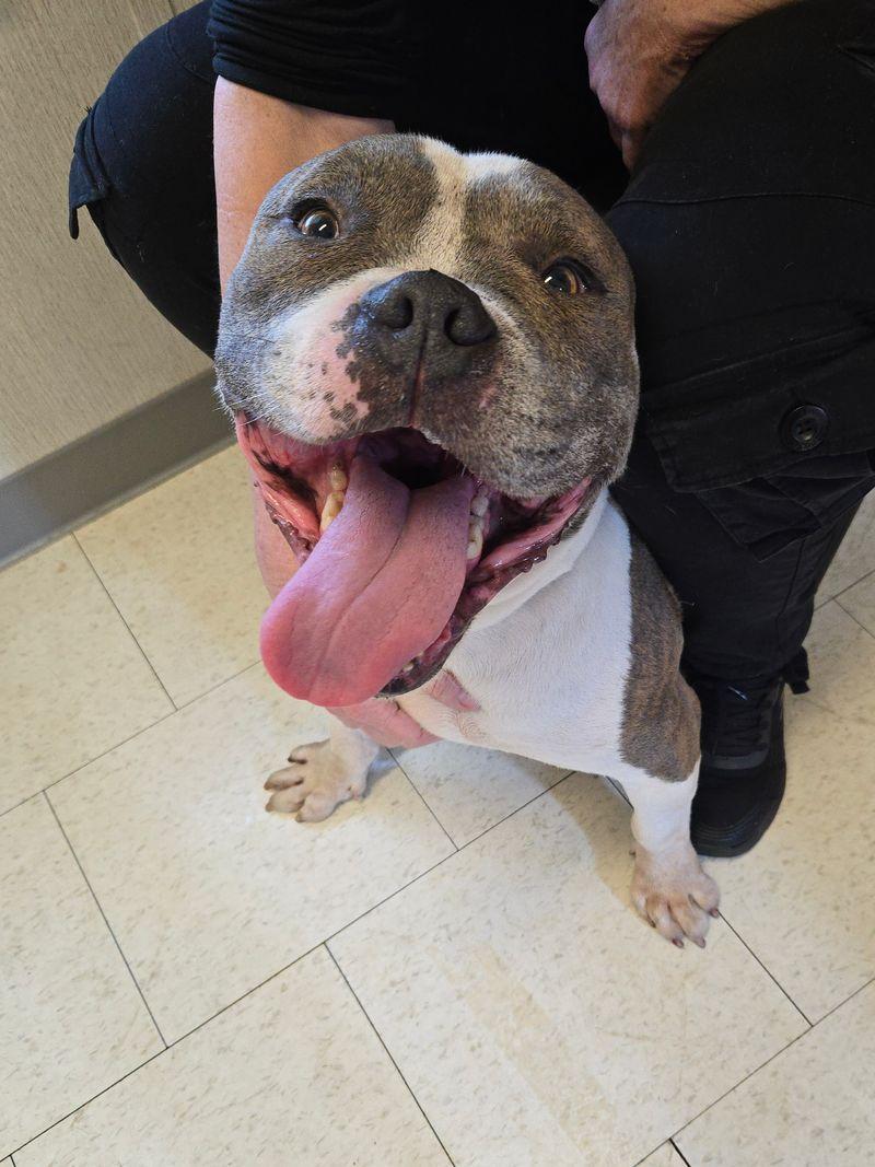Enlarge Chomper, a Adoptable American Bulldog in Trenton, NJ image 2/3