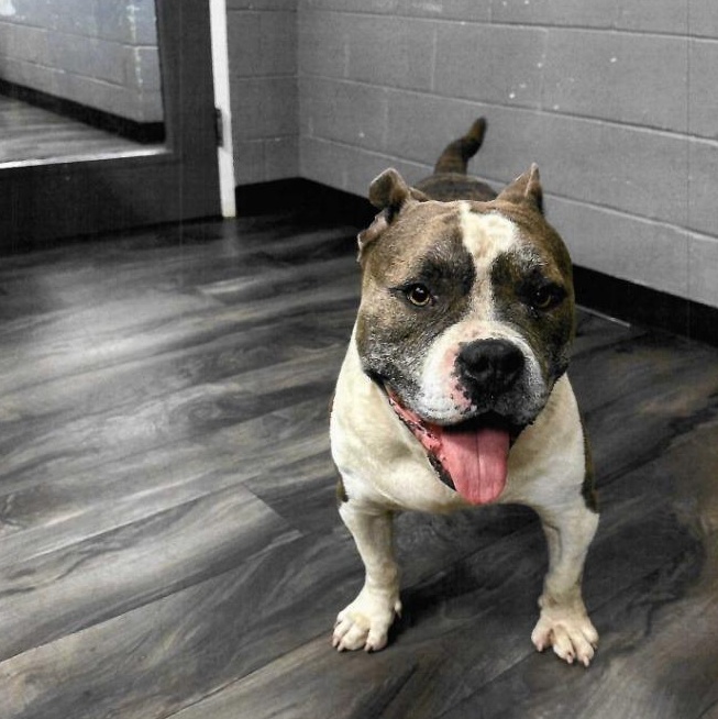 Chomper, ADOPTABLE, Young Male American Bulldog.