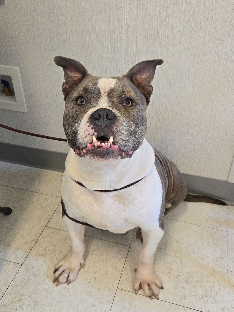 Enlarge Chomper, a Adoptable American Bulldog in Trenton, NJ image 1/3