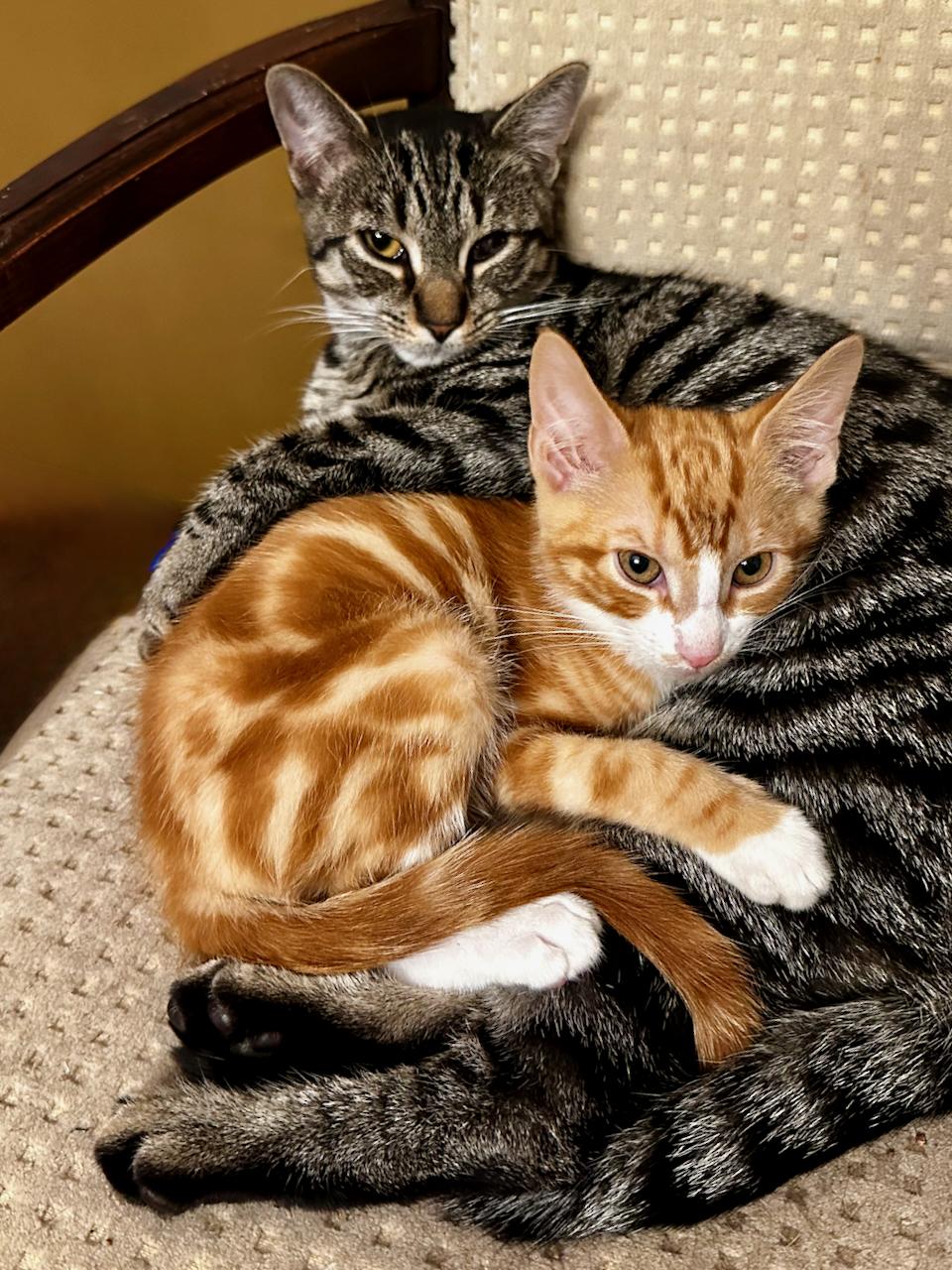 Enlarge Pikachu, an adopted mixed breed in East Brunswick, NJ image 2/2