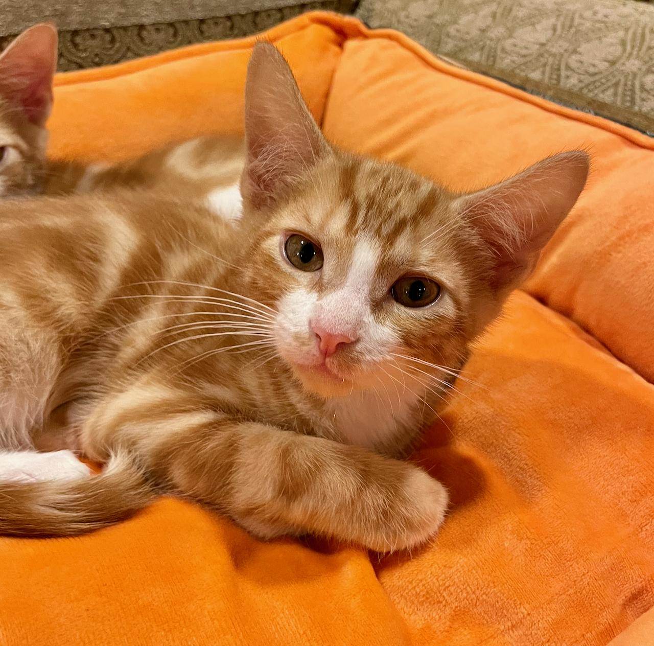 Pikachu, adopted, Kitten Male Tabby & Domestic Short Hair.